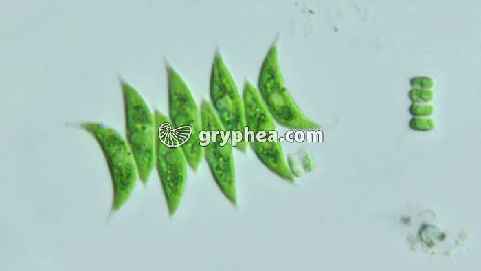 Scenedesmus acutus - algues unicellulaires x160 - gryphea.com